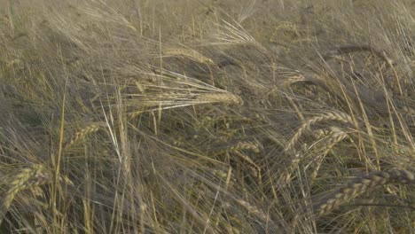 cerca del campo de cultivo agrícola de grano