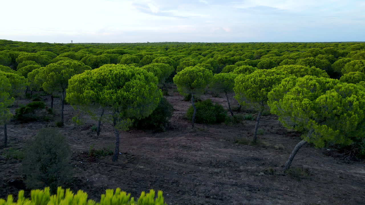 Volo aereo sopra le cime dei pini in Andalusia, Spagna, durante una giornata di sole - Fitta foresta nel bosco di El Rompido.