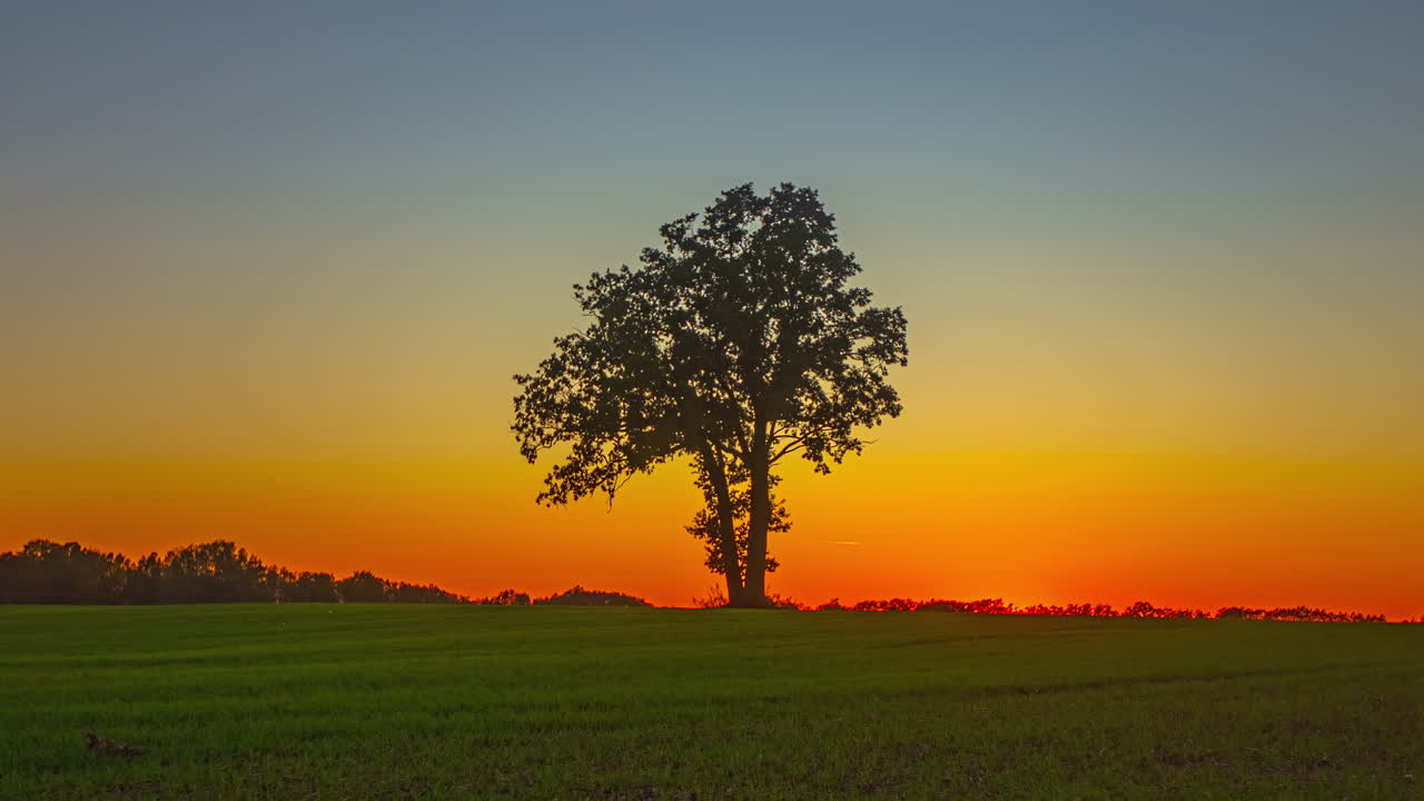 Serene timelapse of sunset behind a solitary tree in a tranquil field