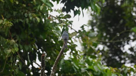 Der-Aschefarbene-Drongo-Dicrurus-Leucophaeus-Verlagert-Sein-Gewicht-Und-Balanciert-Auf-Einem-Einzelnen-Abgebrochenen,-Kahlen-Ast