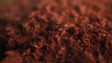 close up of black ants working in anthill ant pile, insect lifestyle in red ground earth