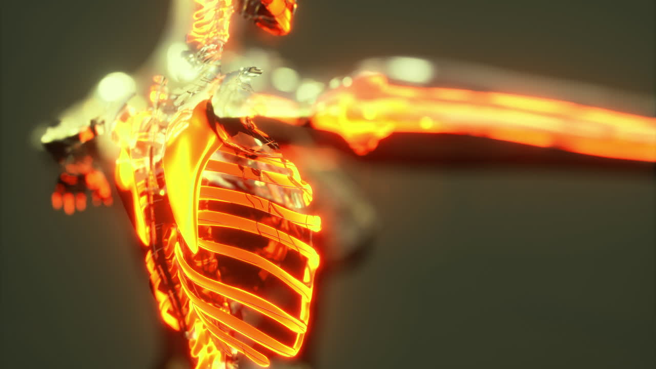 Detailed visualization of human skeletal anatomy highlighting the ribcage