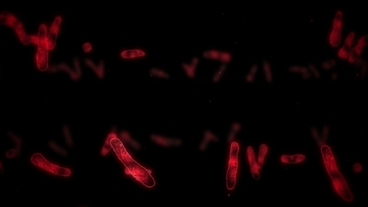 선형 세포 바이러스: 감염을 일으키는 병원성 바이러스: 인간 바이러스의 루프 애니메이션: 박테리아 미생물: 바이러스 질병 발병.