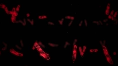 virus de célula en forma lineal. virus patógenos que causan infección. animación en bucle de virus humanos. microorganismo bacteriano. brote de enfermedad viral.