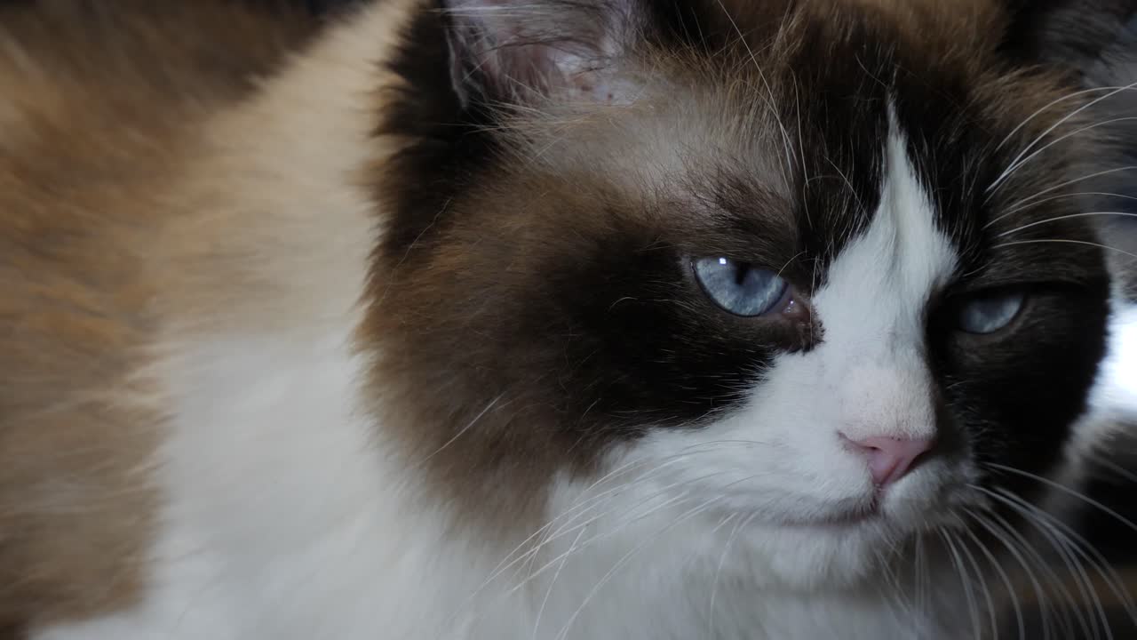 Adorabile gatto Ragdoll bicolore con occhi azzurri.