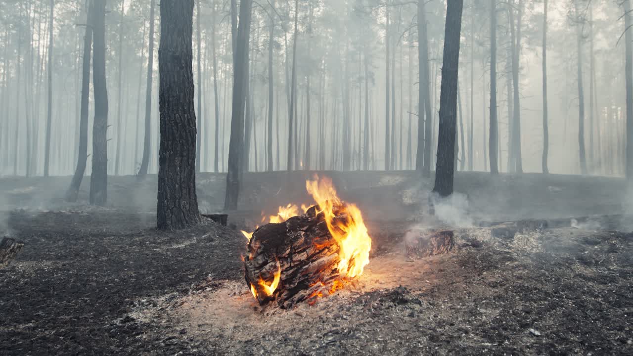 안개 가 가 가득 한 소나무 숲 에서 발생 한 산불