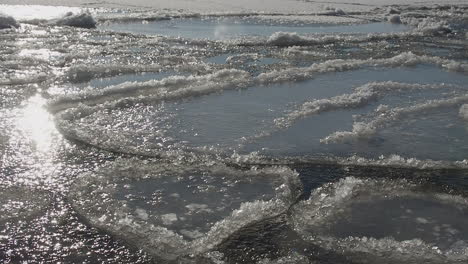 detail close up: pans of ice float on frozen surface of northern sea