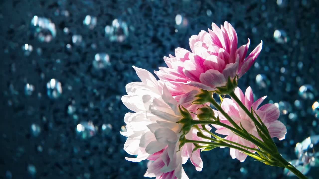 Unterwasservideo, das zarte Blumen zeigt, die in ruhigem blauem Wasser schweben.