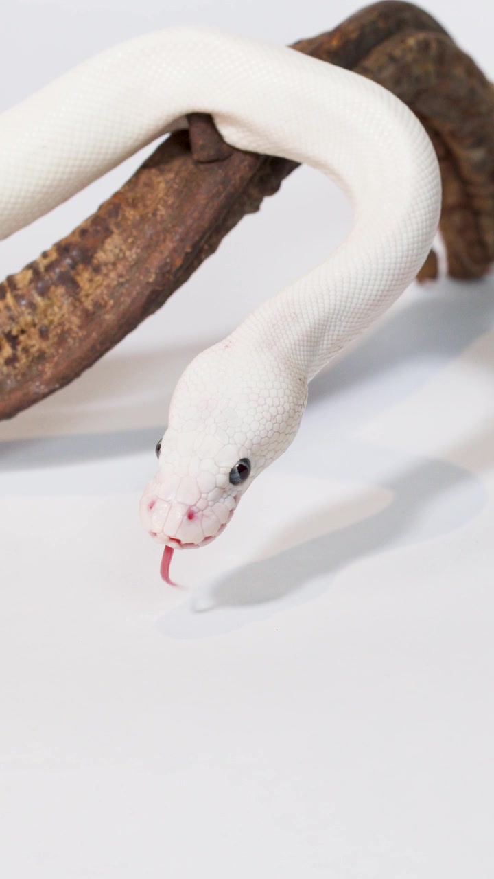 Serpente albino bianco striscia lentamente lungo un ramo di legno dalla superficie ruvida sotto una luminosa illuminazione da studio