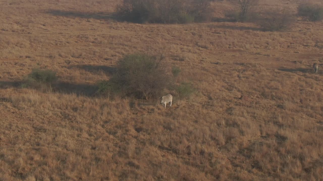 Drone aerial footage of a Lone male zebra standing on winters grass plain in the wild