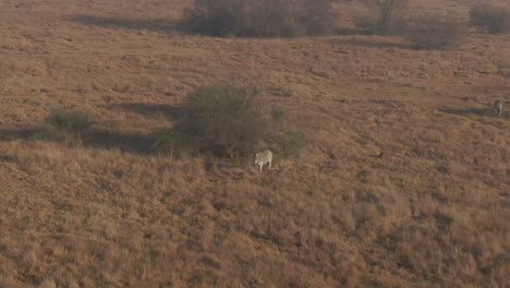 Imágenes-Aéreas-De-Drones-De-Una-Cebra-Macho-Solitaria-De-Pie-En-La-Llanura-De-Hierba-De-Invierno-En-La-Naturaleza