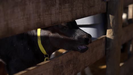 baby calf cow mooing in barn with head between wooden boards