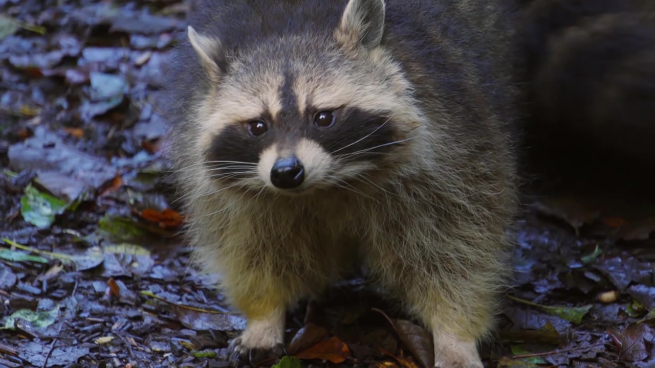 Procione nordamericano che annusa il terreno e cerca cibo prima di guardare in alto e intorno con un altro animale che cammina sullo sfondo 4K
