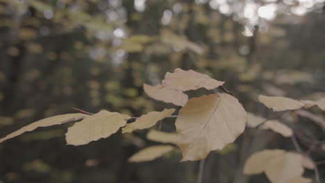 panning down to reveal beautiful gold autumn - fall leaves, in slow motion - ungraded