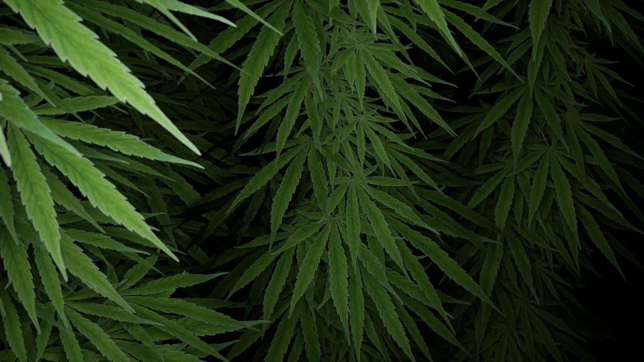 Cannabisblader på mørk bakgrunn