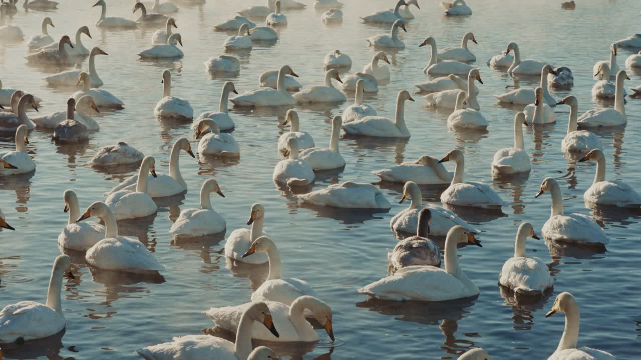 Many Swans in a Lake
