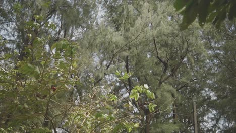 Vibrant-Waving-Green-Trees