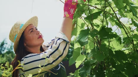 woman pruning grapevines