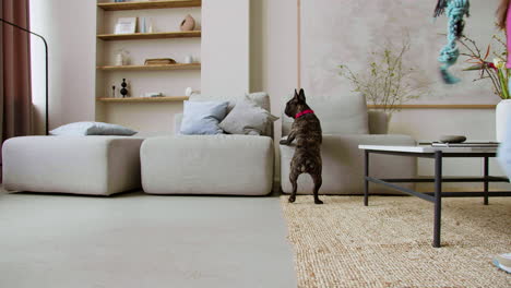 girl playing with dog