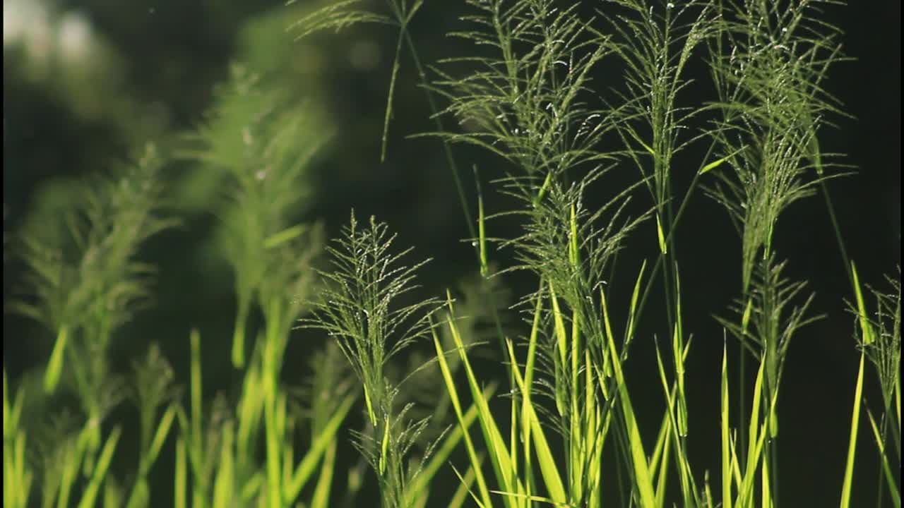 Green Grass in Sunlight