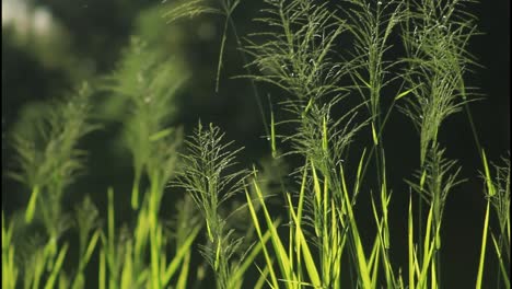 green grass in sunlight