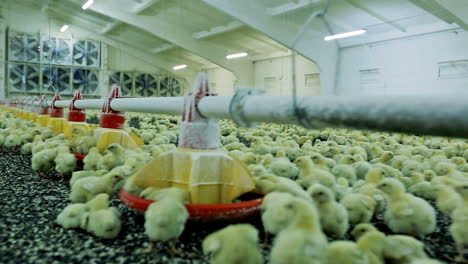 hatched chicks on farm. young yellow chickens on a poultry farm