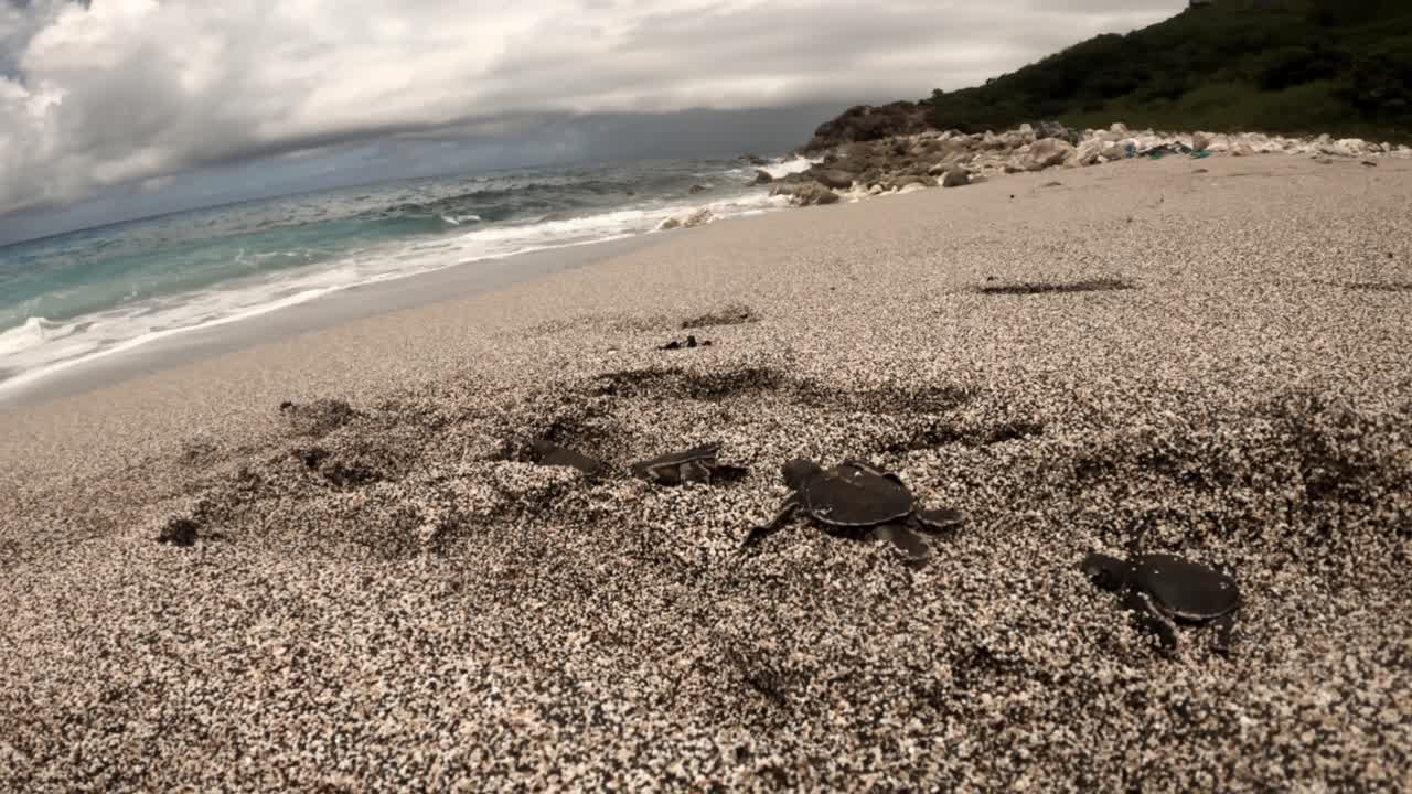 갓 부화한 사랑스러운 녹색 바다거북이 바다로 향하고 있습니다.