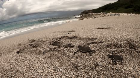 adorables tortugas marinas verdes recién nacidas que se dirigen al mar