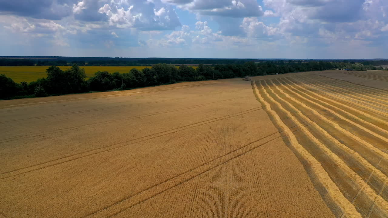 Gorgeous dry wheat on endless field. Video from above on sunny meadow with working combine on big distance.