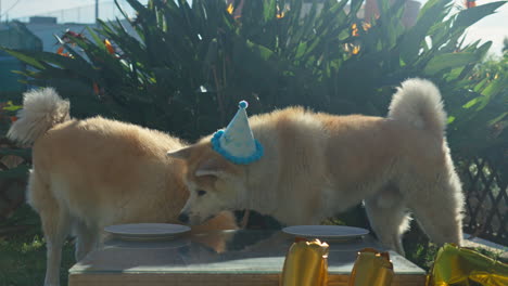 Akita-inu-dogs-wearing-birthday-hats-and-both-licking-empty-plates