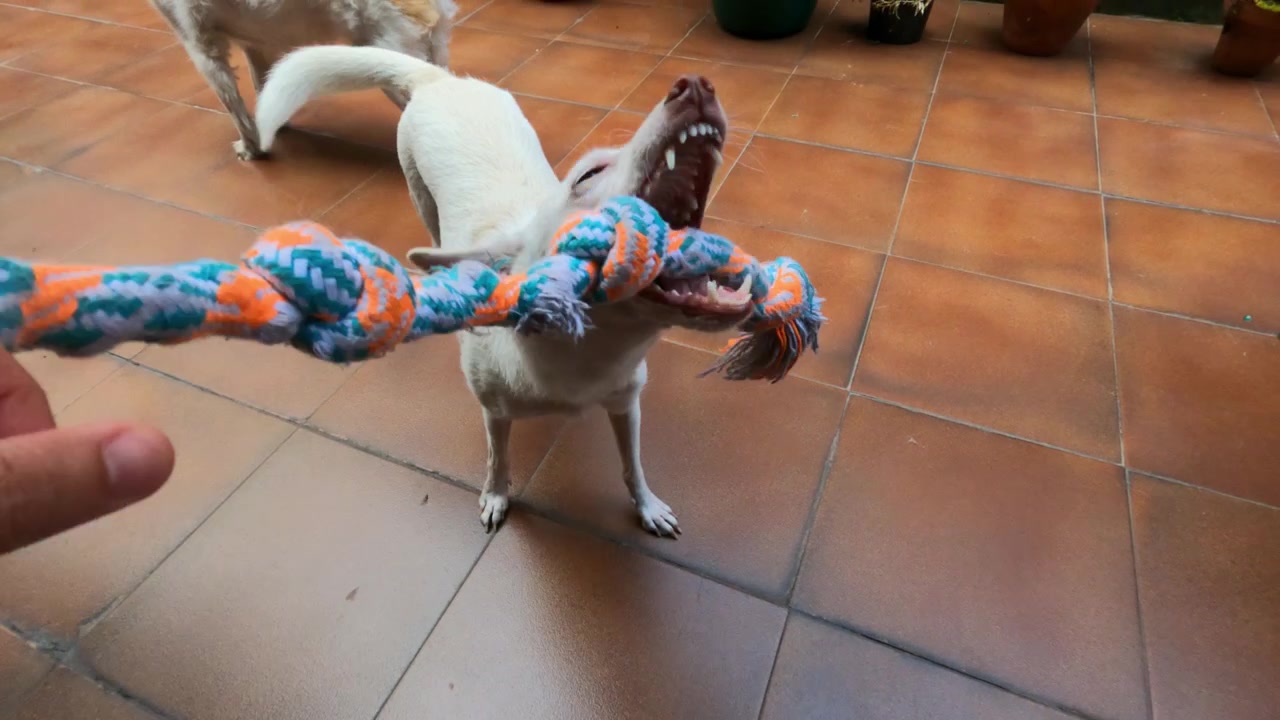 Persona sosteniendo un juguete de cuerda de algodón mientras un perro blanco lo tira y lo sacude en el patio.