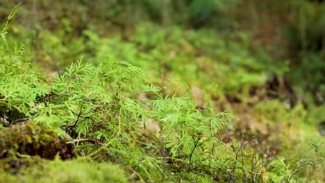 vibrant green foliage in a serene forest setting, captured with natural lighting and a steady camera