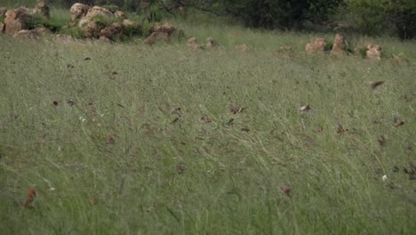 flock of red-billed quelea and red bishop birds fly into grass and disappear