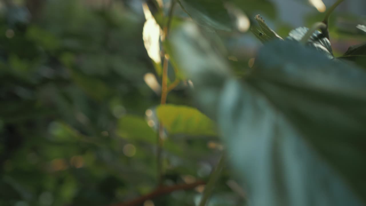 hojas iluminadas por el sol al atardecer. camara lenta