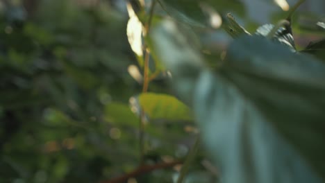 sunlit leaves at sunset. slow motion