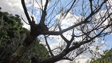 time-lapse of sunlight filtering through moving branches