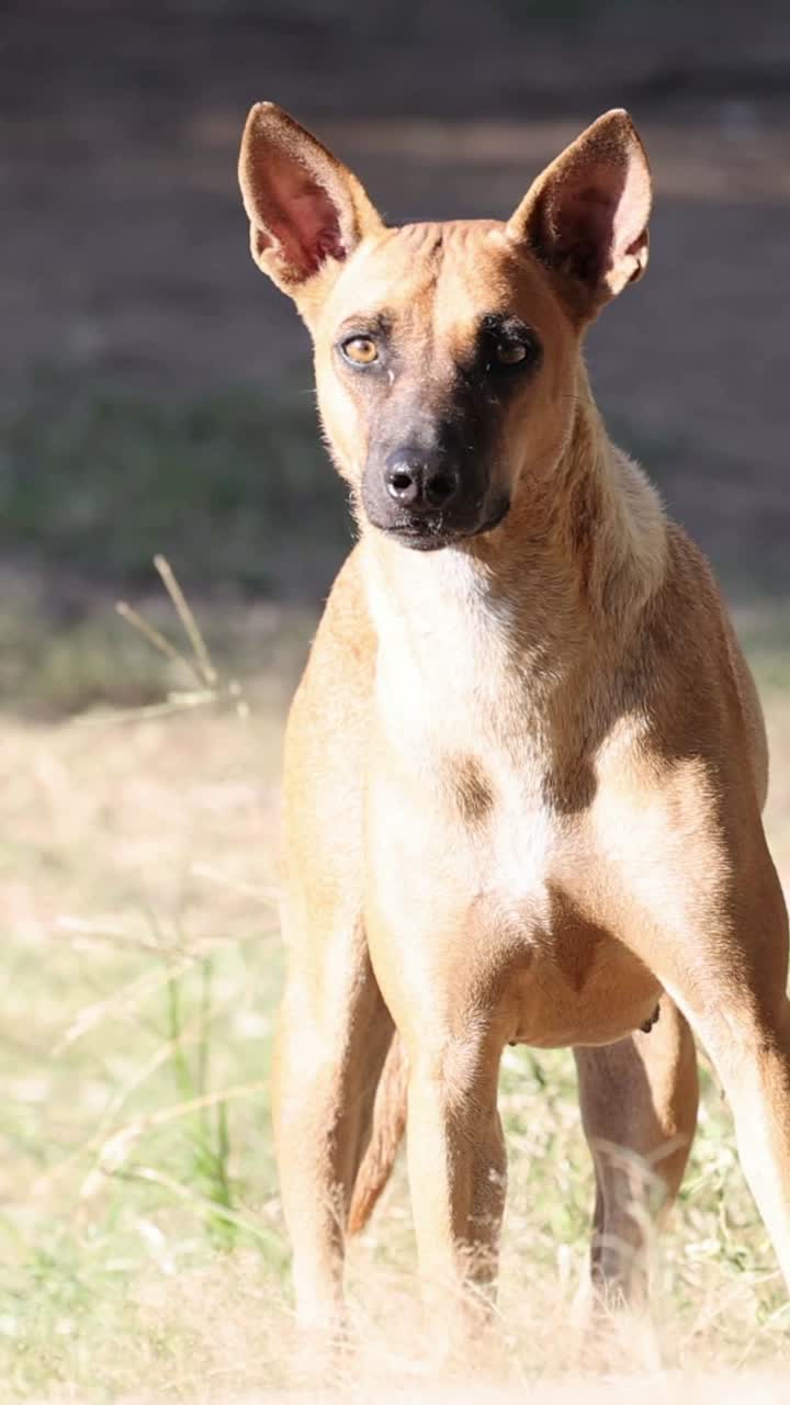 perro de pie atentamente en un campo de hierba