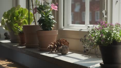 female putting potted flower on windowsill at home