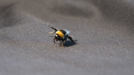 colpo di dettaglio del calabrone allerta e arrabbiato pronto per l'attacco