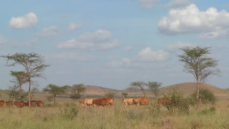 una mujer masai con una sombrilla camina bajo el sol africano caliente en kenia o tanzania