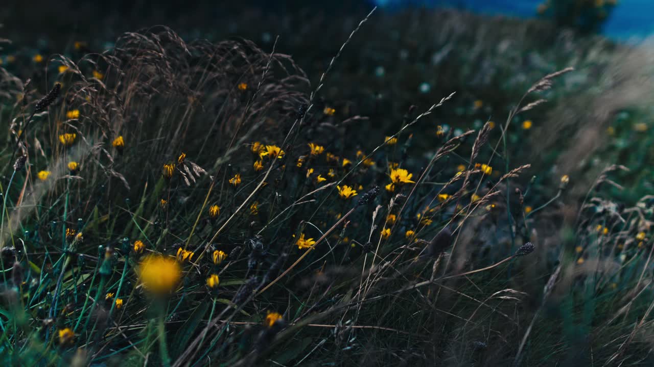Close view of yellow closed flowers and green plants swaying in the coastal wind on Moher cliff - Ireland