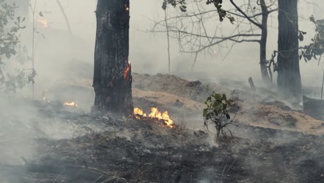 incendio forestal