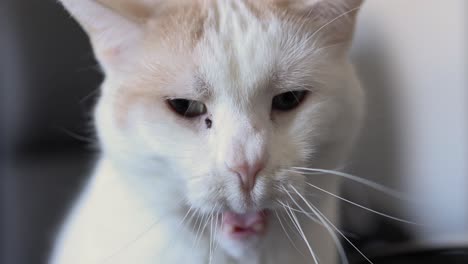 Hermoso-Gato-Blanco-Y-Naranja-Lamiéndose-Los-Labios-Y-Luego-Bostezando-Mucho-En-La-Sala-De-Estar