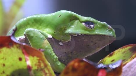 primer plano de una rana de hoja gigante en el zoológico