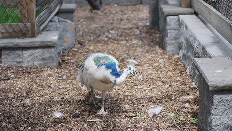 Atemberaubender-Sehr-Seltener-Weißer-Albino-Pfau-Pfau-Vogel-Domestiziert