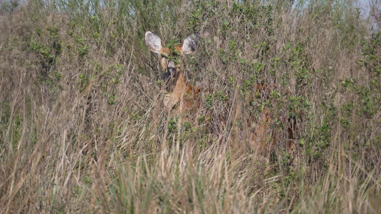 Marsh Deer Standing Behind The Grass Near The Wetland In Summer. - wide shot