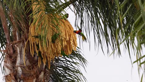 Colorful bird interacting with tropical palm tree