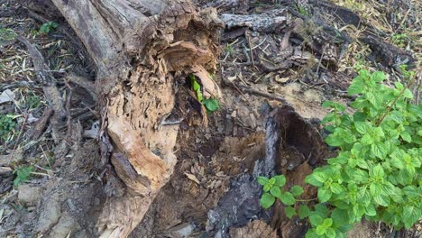 closeup of a borken tree trunk at the bottom and new leaves coming out