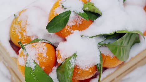 orangen, die mit schnee bedeckt sind