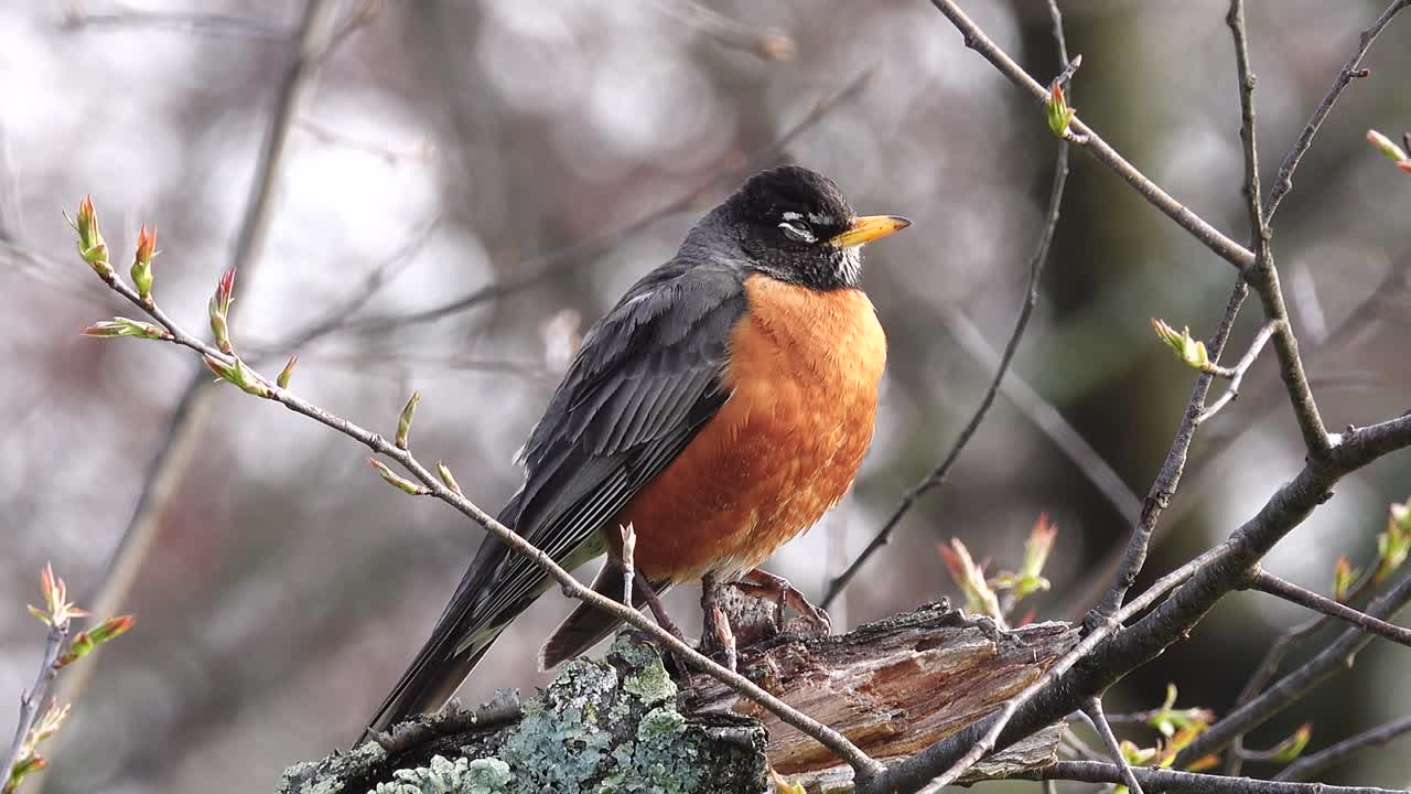 Một chú chim American Robin buồn ngủ đậu trên cây và cố gắng không ngủ gật